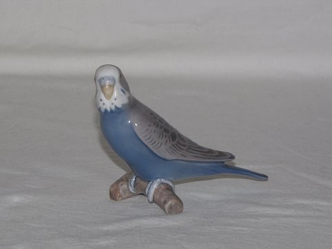 Budgerigar in blue
B & G