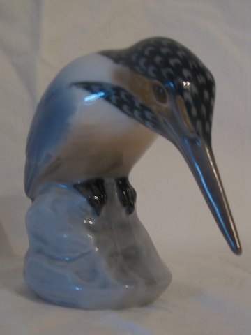 Eisvogel
B & G