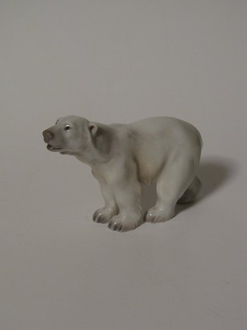 Polar bear 
Dahl Jensen