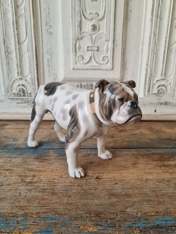 B&G figure - rare English Bulldog no. 2082