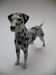 Dalmatier hund