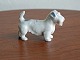 Sealyham terrier.
B&G.