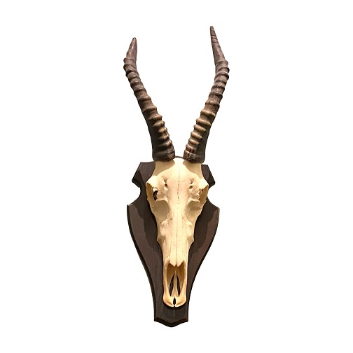 Jagttrofæ Gazelle